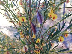 Bossiaea linophylla