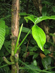 Philodendron cataniapoense