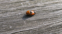 Hippodamia variegata