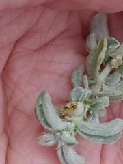 Atriplex