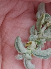 Atriplex
