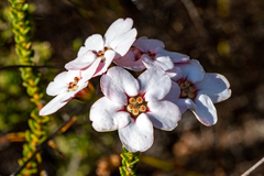 Adenandra brachyphylla