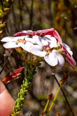 Adenandra brachyphylla