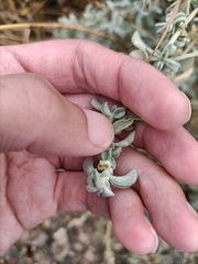 Atriplex