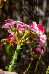 Adenandra brachyphylla