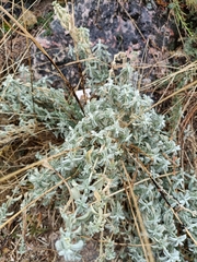 Atriplex