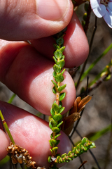 Adenandra brachyphylla