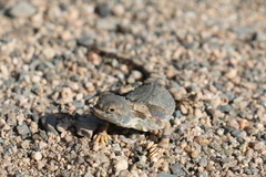 Phrynocephalus versicolor