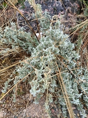 Atriplex