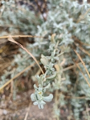 Atriplex