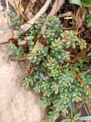 Sedum album