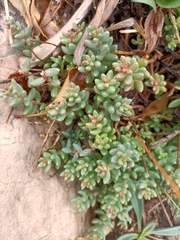Sedum album