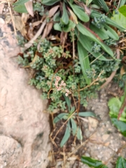 Sedum album