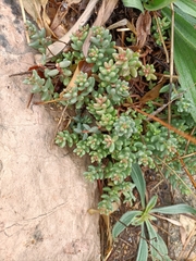 Sedum album