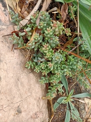 Sedum album