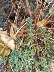 Sedum album