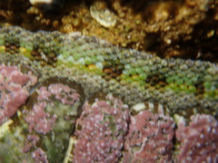Sypharochiton