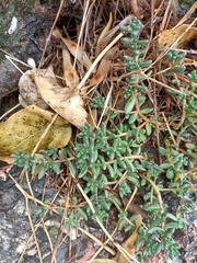 Sedum album