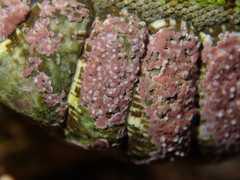 Sypharochiton