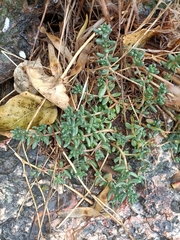 Sedum album