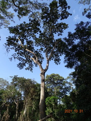 Canarium schweinfurthii