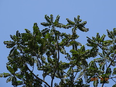 Canarium schweinfurthii