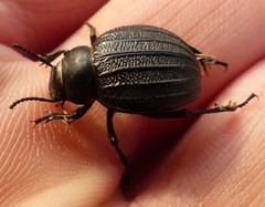 Pimelia bipunctata