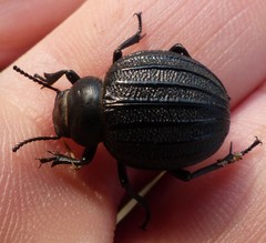 Pimelia bipunctata