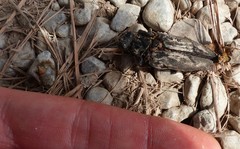 Chalcophora detrita