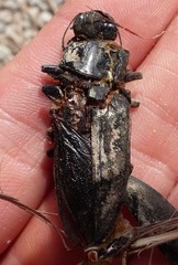 Chalcophora detrita