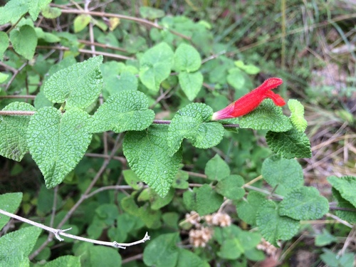 Image of Salvia disjuncta by (c) Neptalí Ramírez Marcial, some rights reserved (CC BY)