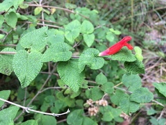 Salvia disjuncta