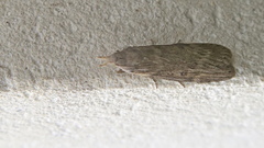 Lamoria anella