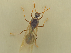 Strongylognathus testaceus