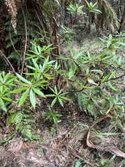 Tasmannia stipitata