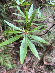 Tasmannia stipitata