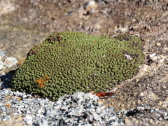 Tortella xanthocarpa