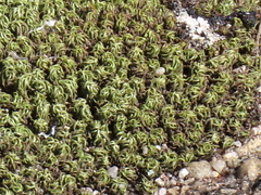 Tortella xanthocarpa