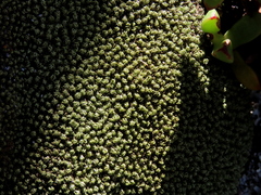 Tortella xanthocarpa