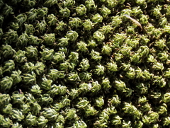 Tortella xanthocarpa