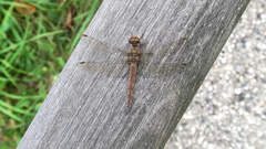 Sympetrum striolatum
