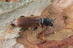 Tetropium castaneum