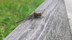 Sympetrum striolatum