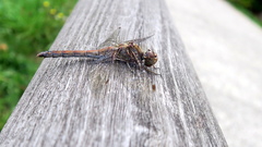 Sympetrum striolatum