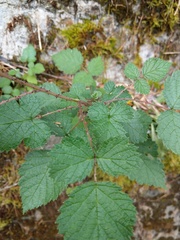 Rubus mesogaeus