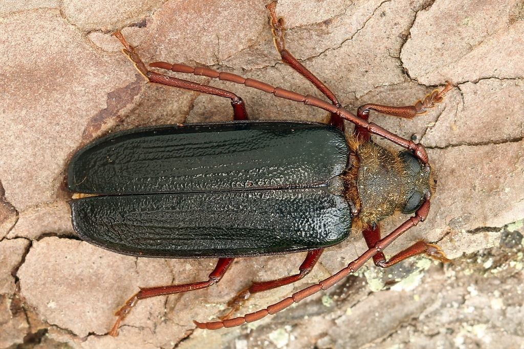 Tragosoma depsarium