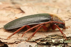 Tragosoma depsarium