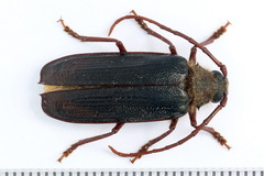 Tragosoma depsarium