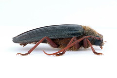 Tragosoma depsarium