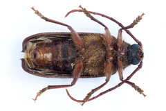Tragosoma depsarium